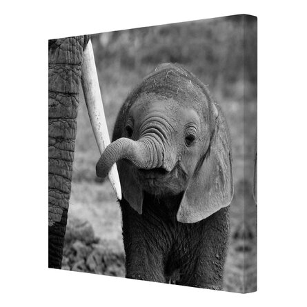 East Urban Home Elephant Baby - Wrapped Canvas Photograph Print